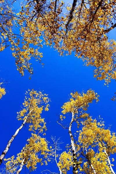 Herfst bomen — Stockfoto