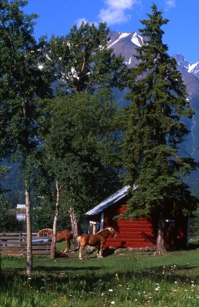 Cabane en rondins et chevaux — Photo