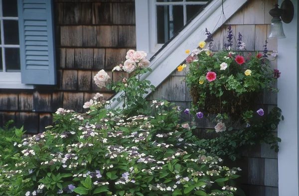 Trädgård blommor och hus exteriör, cape cod massachusetts USA. — Stockfoto