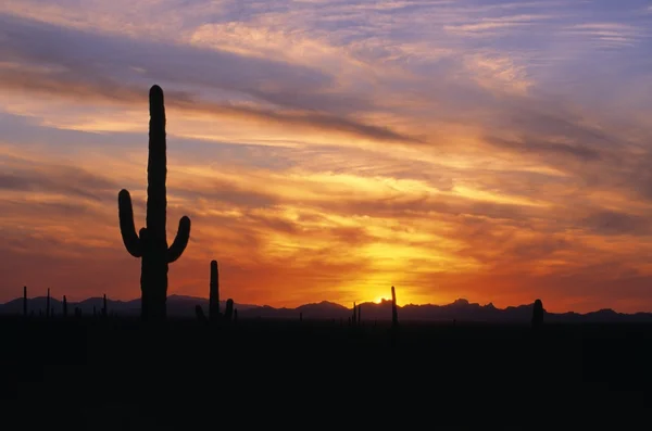 Silhuetas Cacti ao pôr-do-sol — Fotografia de Stock