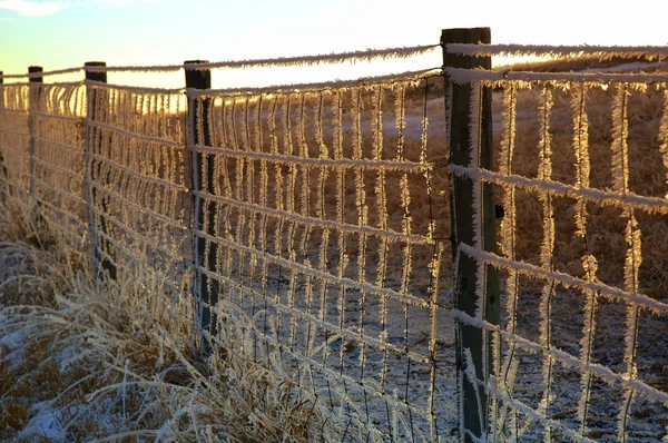 A Frosty Fence — Stock Photo, Image