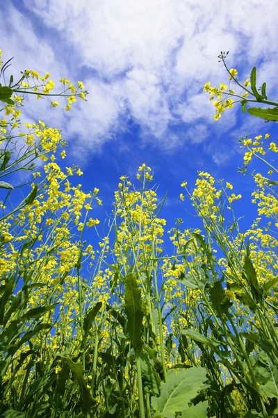 Primo piano di fiori selvatici gialli — Foto Stock