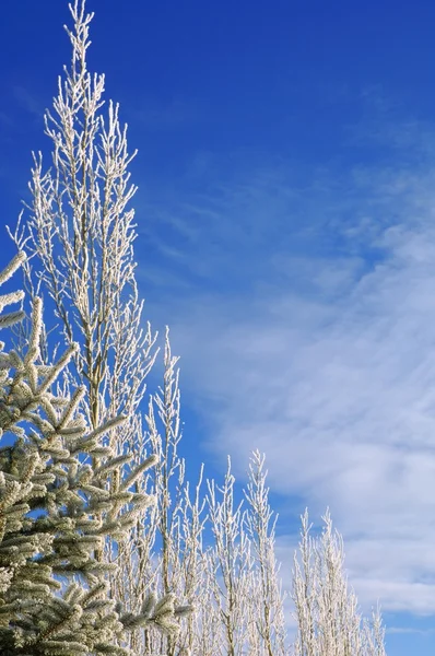 Alberi ghiacciati — Foto Stock