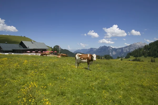 Vacas leiteiras perto de Lofer, Áustria — Fotografia de Stock