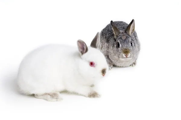 Bunny konijnen — Stockfoto