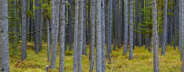 Skogsmark — Stockfoto