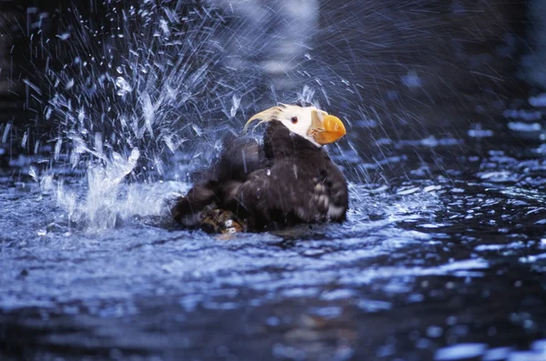 Een Toefted Puffin Bathing At The Sea Life Center, Seward — Stockfoto