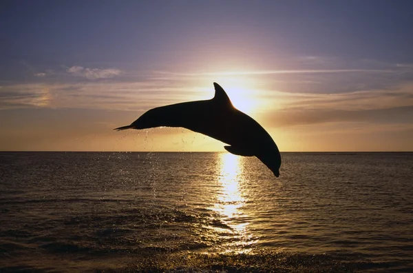 Silhouette De Dauphin Bottlenose Saut, Coucher De Soleil, Mer des Caraïbes — Photo