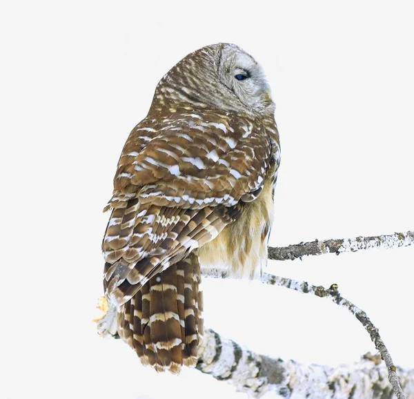 Barred Owl — Stock Photo, Image