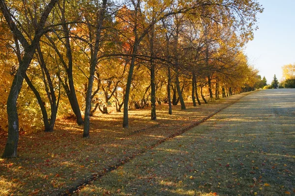 Деревья осени — стоковое фото