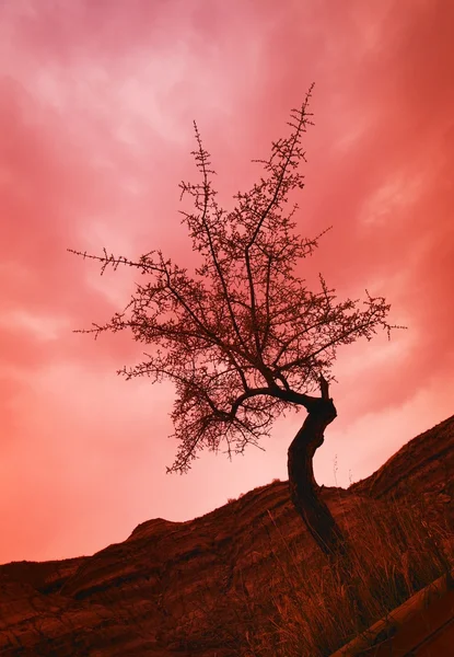 Silhouette Of Shrub Tree — Stock Photo, Image