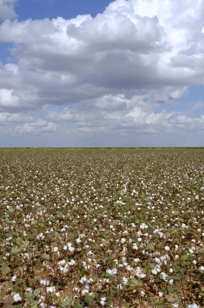 Cotton Field — Stock Photo, Image