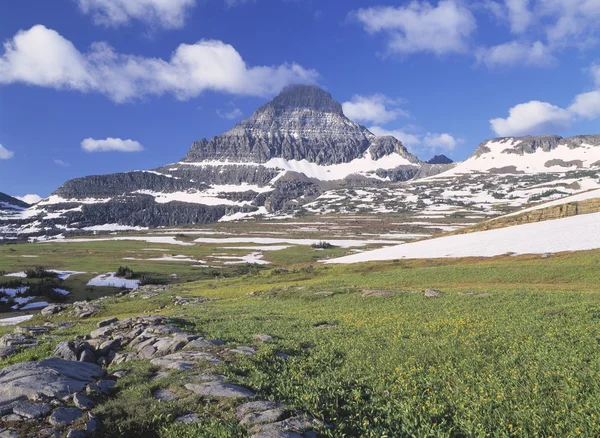 Gletsjer lelies in alpine weide, reynolds bergen in de verte, waterton glacier international peace park — Stockfoto