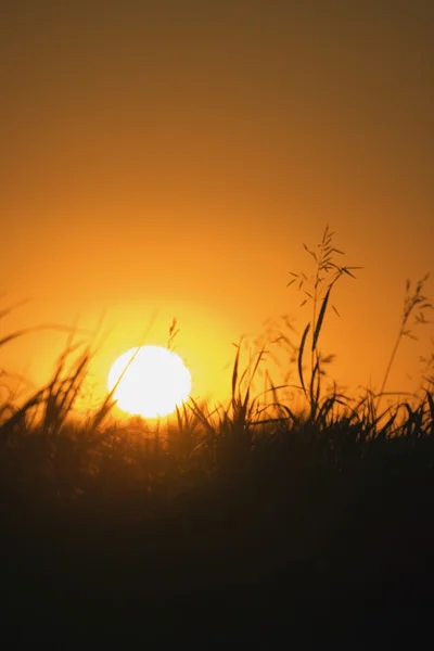 Close up pšenice v poli proti zapadajícího slunce — Stock fotografie