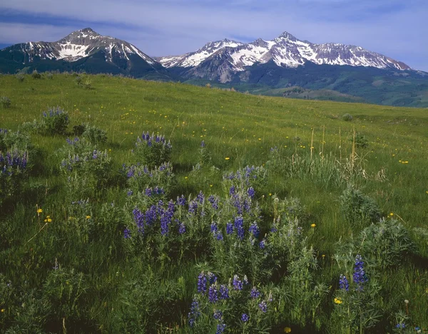 Meadow With Blooming Summer Wildflowers, San Miguel Mountains — Stock Photo, Image