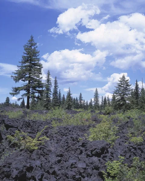 Lava Beds In Forest Clearing — Stock Photo, Image