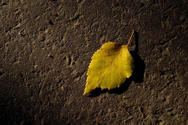 Closeup Of Autumn Leaf — Stock Photo, Image