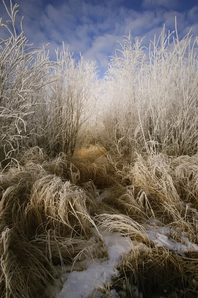 Nahaufnahme von frostigem Gras — Stockfoto