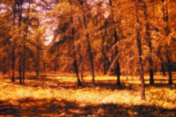 Drzewa jesienią — Zdjęcie stockowe