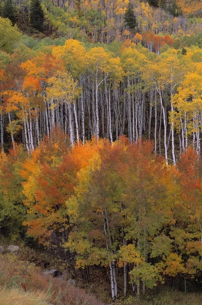 Variedad de árboles de Aspen coloridos —  Fotos de Stock