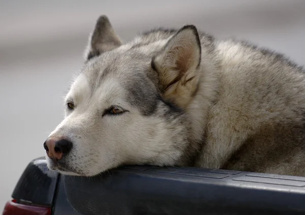 Un primo piano di un siberiano muscoloso — Foto Stock