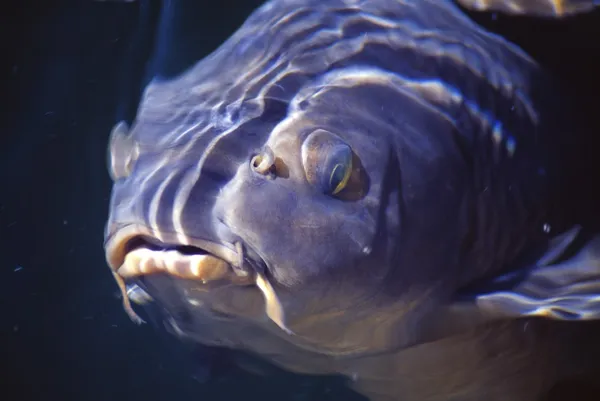 Carp In Lake Powell — Stock Photo, Image