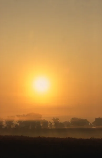 Vroege ochtend gouden nevel — Stockfoto