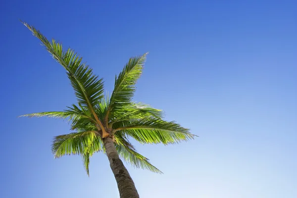 Palm Tree — Stock Photo, Image
