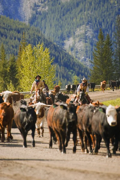 Ranchägare vallning boskap — Stockfoto