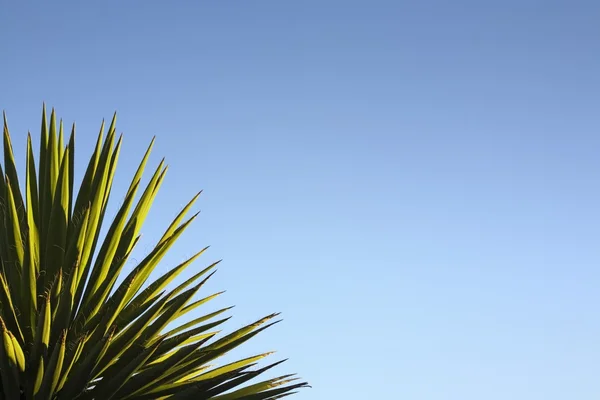 Yucca tegen blauwe lucht — Stockfoto