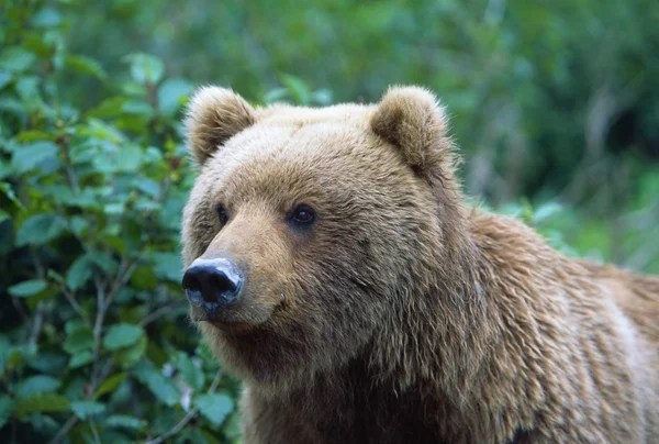 Alaskan Brown Bear Stock Image