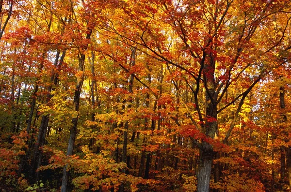 Fall Leaves On Trees Stock Photo