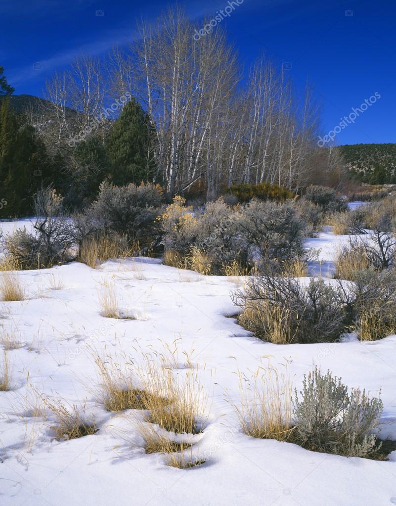 Winter Landscape In Great Basin National Park
