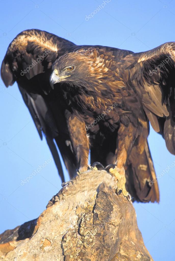 Perched Golden Eagle Stock Photo by ©DesignPicsInc 31680635