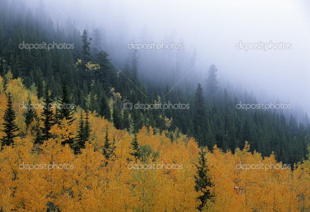 Autumn Colors In Mountain Fog