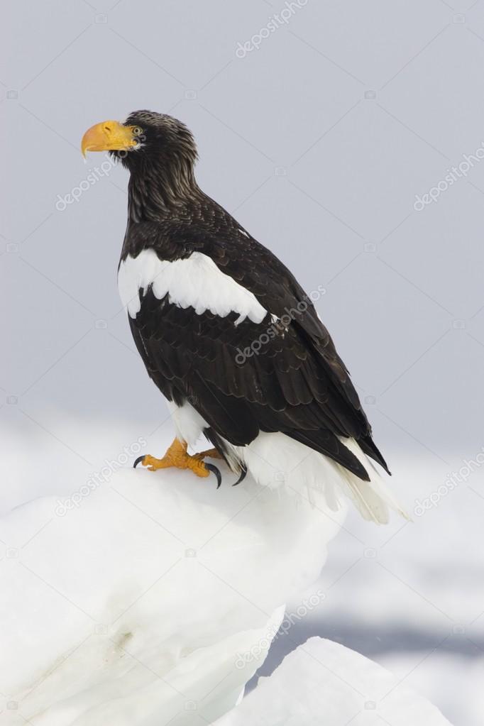 Steller Sea Eagle Standing On Snow