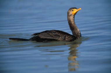 Çift Tepeli karabatak