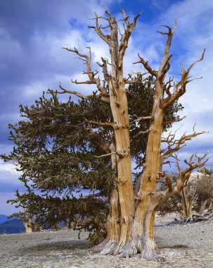 Bristlecone çam ağaçları