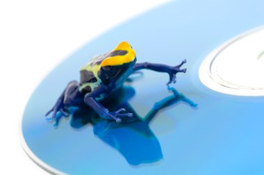 Poison Dart Frog On A Cd clipart