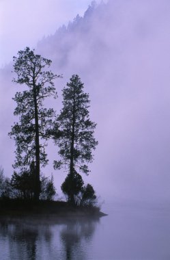 ağaç siluet ve sis, somon Gölü, montana, ABD