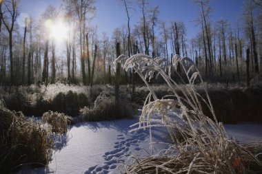 A Frosty Winter Scene clipart