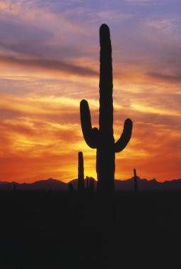 saguaro kaktüsü günbatımı, picacho en yüksek devlet parkı