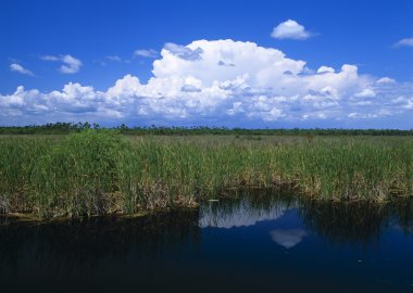 havuz Sawgrass'da, büyük servi Milli Korunağı komşudur