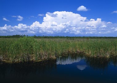 Pool Bordered By Sawgrass, Big Cypress National Preserve clipart