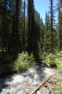 Ormanın içinde hareketli su