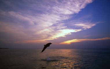 Bottlenose Dolphin Leaping At Sunset, Caribbean Sea clipart