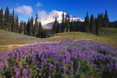 Mount rainier çiçek acı bakla kır çiçekleri