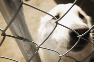 köpek çit arkasındaki