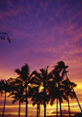 Palm Tree Silhouettes, Sunset, Waikiki Beach clipart