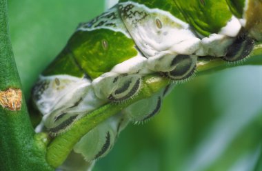 Caterpillar Legs clipart